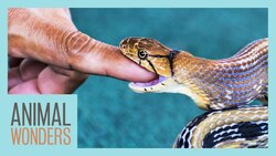 What To Do If You're Bitten By A Snake Instructional Video