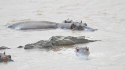 Hippopotamus, Wildebeest and a cheetah on African nature reserve News Clip
