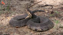 Cottonmouth vs Water Snake! Instructional Video