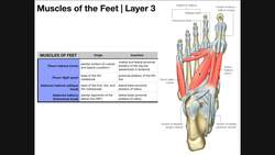 Intrinsic Muscles of the Feet [Part 2] Layers 3 & 4 Instructional Video