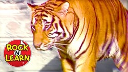 Animals, Animals Song Instructional Video