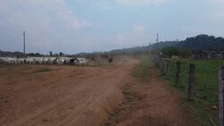 CLEAN : Indigenous cowboys strike unusual balance in Amazon's far west News Clip