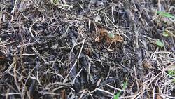 4K: Ants eat Insect Stock Footage