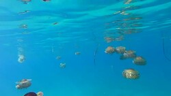 Slow motion of Jellyfish floating and swimming in Aegean sea in Greece Stock Footage