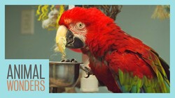 Macaws! What, Where, How Instructional Video
