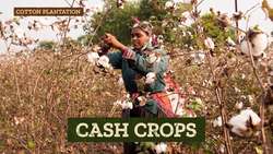 Agribusiness, GMOs, and their Role in Development: Crash Course Geography Instructional Video