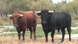 CLEAN : 'It's our life': Enthusiasts defend bullfighting amid vote to ban the sport in France News Clip