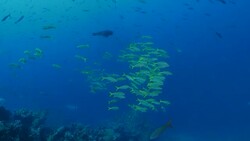 School of Yellow-striped Goat fish at undersea reef in Darwin Island, Galapagos Stock Footage