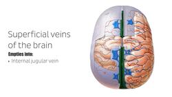 Superficial veins of the brain Instructional Video