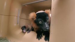 This Baby Lemur Belongs to an Incredibly Rare Species Instructional Video