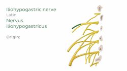 Lumbar plexus Instructional Video
