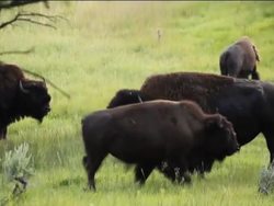 Skin, Skeletal, and Muscular Systems: the Skeleton Instructional Video