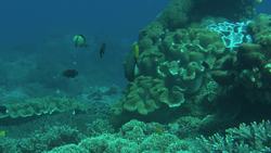 Animal Alphabet: A is for Angelfish Instructional Video