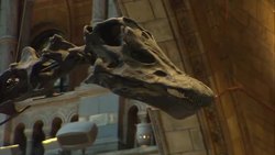 Dippy the dinosaur skeleton at the Natural History Museum News Clip