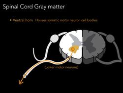 Spinal cord Gray matter Instructional Video