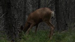 Glacier National Park - Mule Deer Instructional Video
