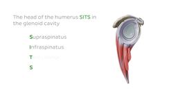 Rotator cuff muscles Instructional Video
