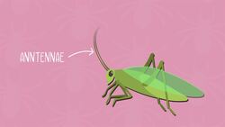 I WONDER - How Many Legs Do Arachnids Have? Instructional Video