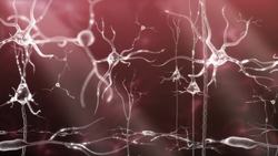 Brain and Nervous System Instructional Video