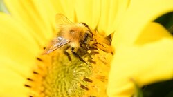 Bee foraging on a sunflower. Macro slow motion close up clip. Stock Footage