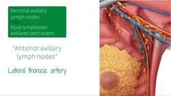 Lymphatics of the female breast Instructional Video