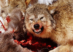 What is a Food Chain? Instructional Video