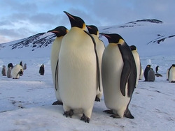 Population Ecology- An Introduction Instructional Video