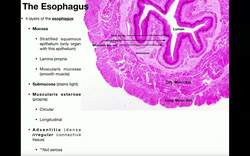 Anatomy - Histology of the Esophagus Instructional Video