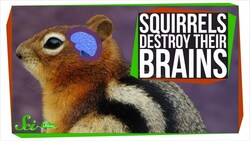 Why These Squirrels Destroy Their Brains Every Winter Instructional Video