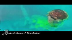 Underwater footage shows 'perfectly preserved' HMS Terror News Clip