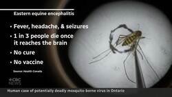 First human case of eastern equine encephalitis case confirmed News Clip