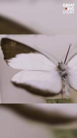 Behind the scenes at the Smithsonian Natural History Museum Instructional Video