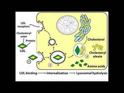 LDL-mediated Cholesterol Delivery to Cells Instructional Video