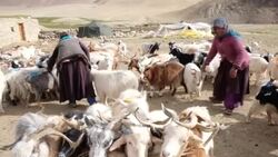 CLEAN : REFILE: India's pashmina-producing nomads consider future News Clip