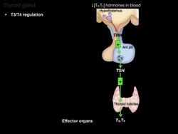 Thyroid and Parathyroid Glands Instructional Video