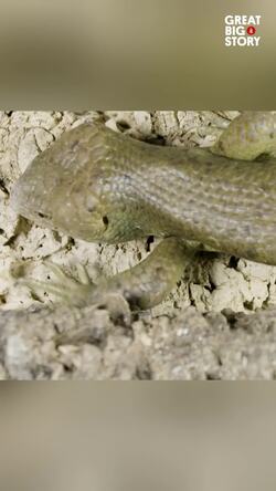 These Skinks are on the brink of extinction Instructional Video