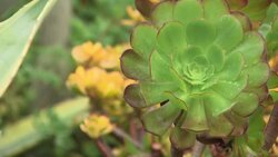 Warm weather effecting plant life News Clip