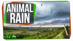 Why Frogs Sometimes Fall From the Sky Instructional Video