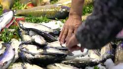 Freshly carp fishes at fish market Stock Footage