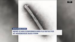 Bird flu detected at Suffolk’s oldest and last large commercial duck farm News Clip