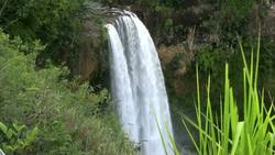 A Flowering of Success in Hawaii Instructional Video