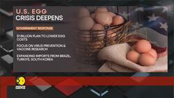 US considers 360 million broiler chicken eggs for food News Clip