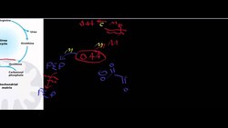 Transaminases 1/Urea Cycle 2 Instructional Video