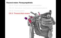 Cranial Nerves and Autonomics Instructional Video