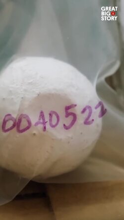 The Ingenious Fake Turtle Eggs Tackling Poaching Instructional Video