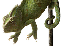 Vertebrados Instructional Video