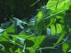 Heredity: Dominant and Recessive Traits Instructional Video