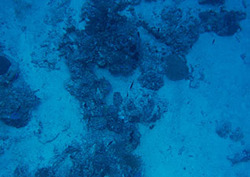 Trench Instructional Video