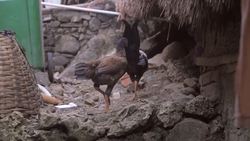 Chickens! Ultimate Chicken Facts and Interactive Chicken Games for Preschoolers and Toddlers Instructional Video