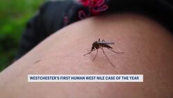 Doctor issues warning about West Nile virus after Westchester case News Clip